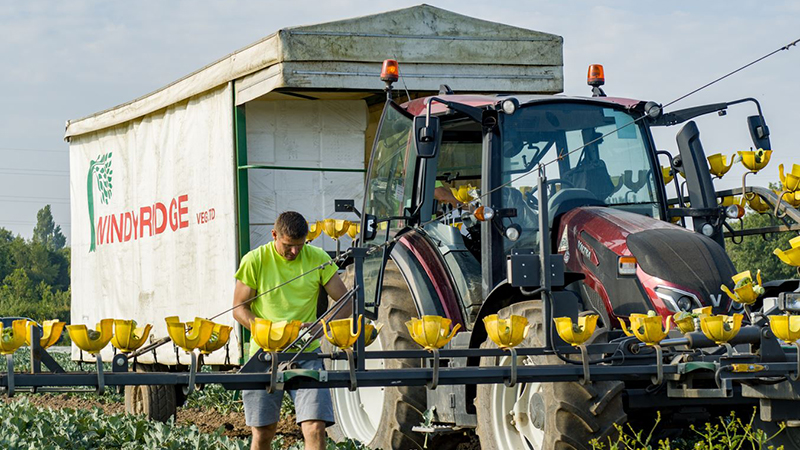 Windy Ridge Vegetables Ltd